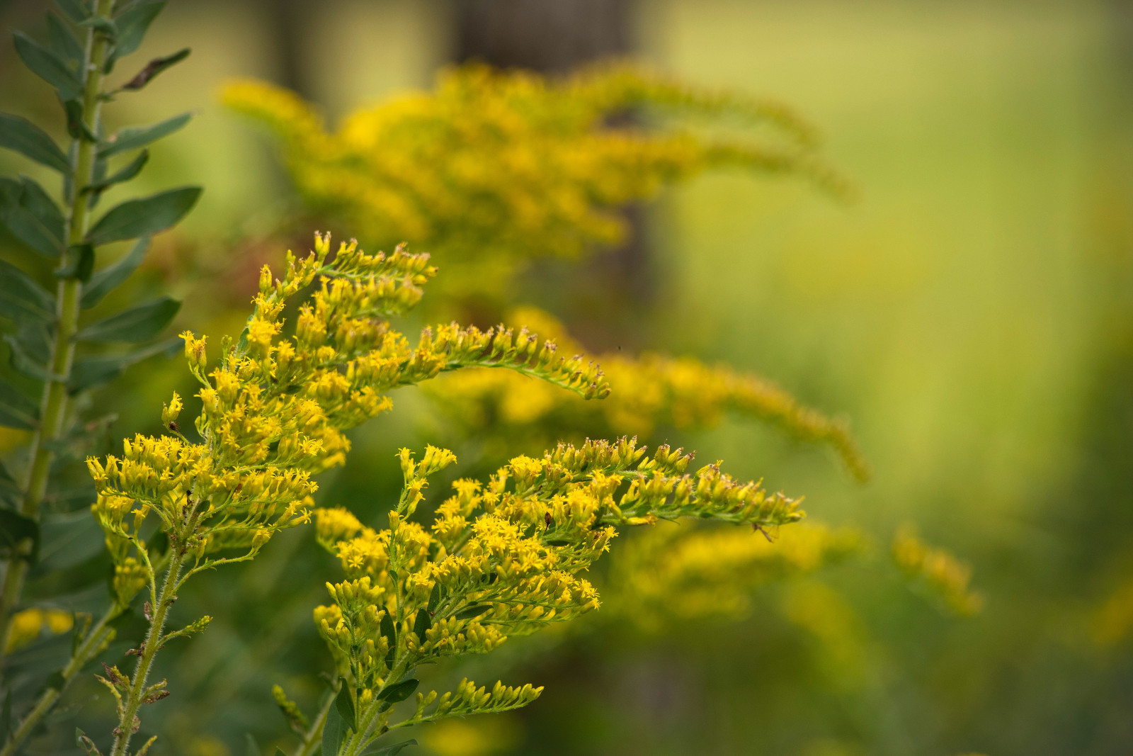 Midwifery Today The Color of Goldenrod The heart and science of birth